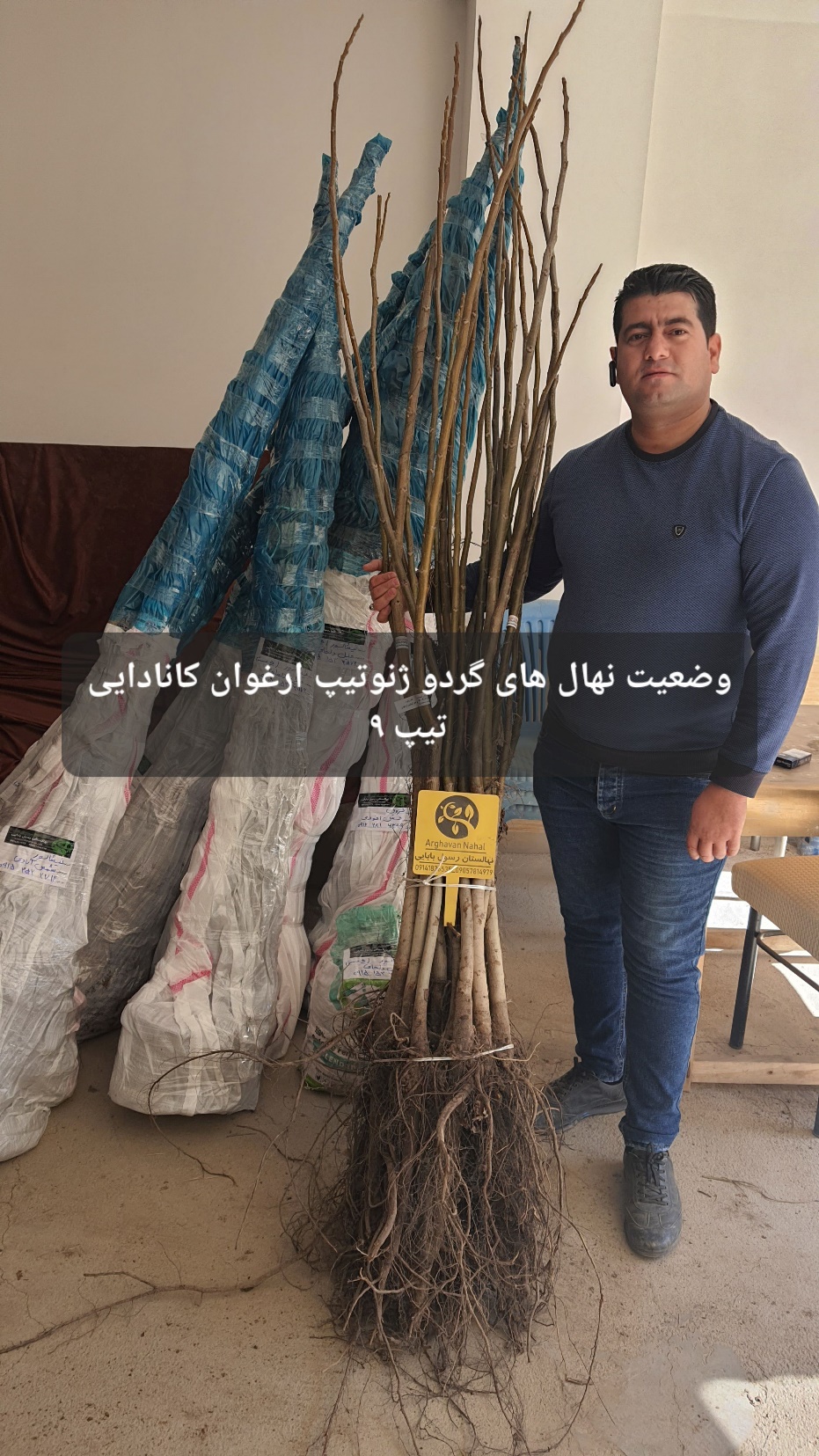 ارغوان نهال به ازای خرید هر نهال گردو، 15 درصد تخفیف می‌دهد