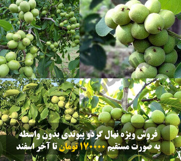 فروش ویژه نهال گردوی پیوندی بدون واسطه و با مجوز جهاد کشاورزی