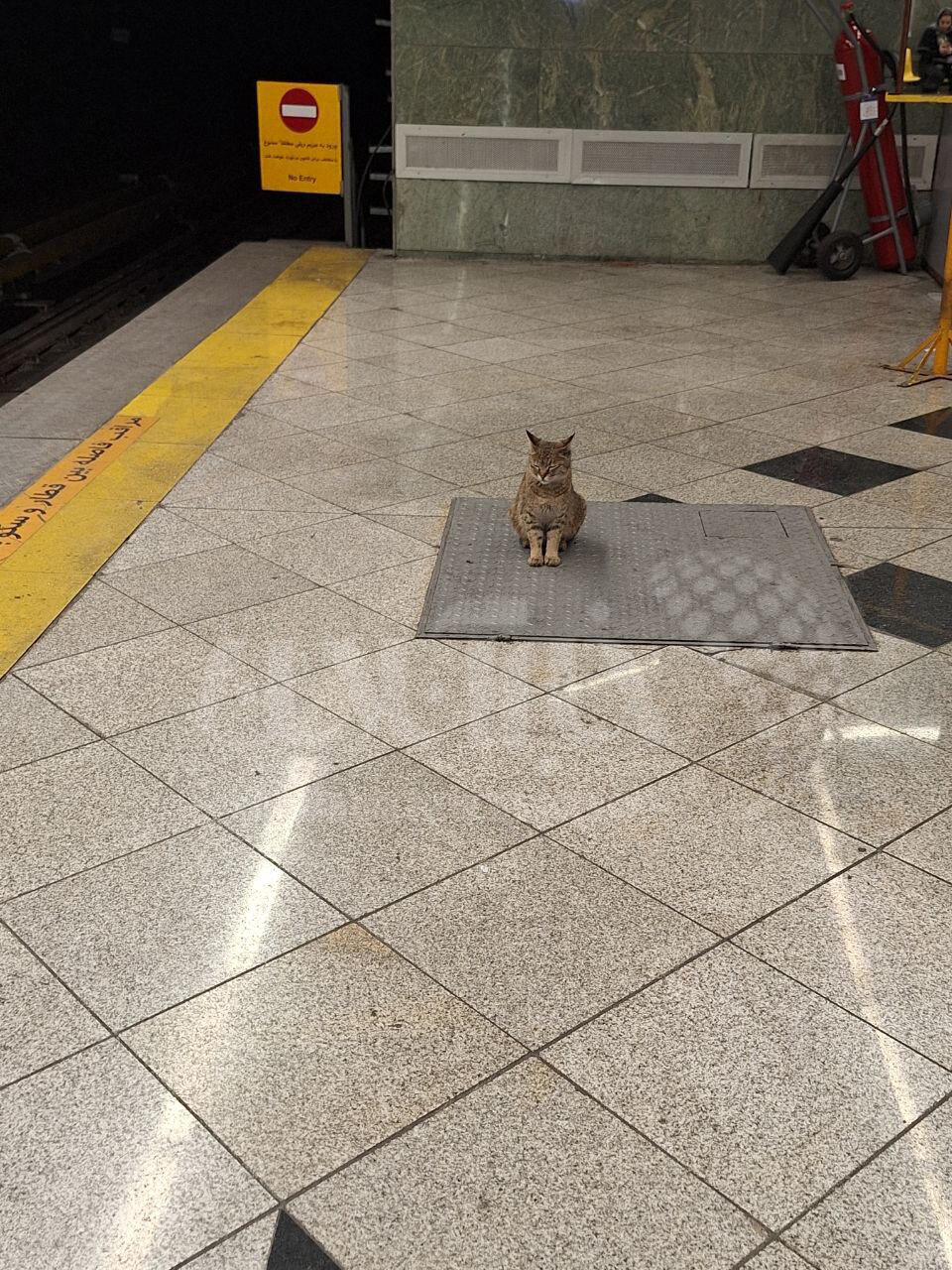ریلکس کردن یک گربه وسط ایستگاه متروی تهران