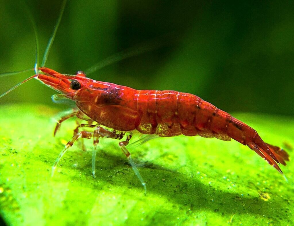 قلب این موجود در سرش قرار دارد 2 قلب این موجود در سرش قرار دارد