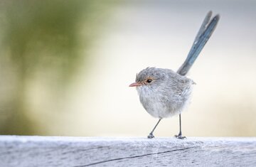 چرا پرندگان پاهای لاغری دارند؟ چرا پرندگان پاهای لاغری دارند؟