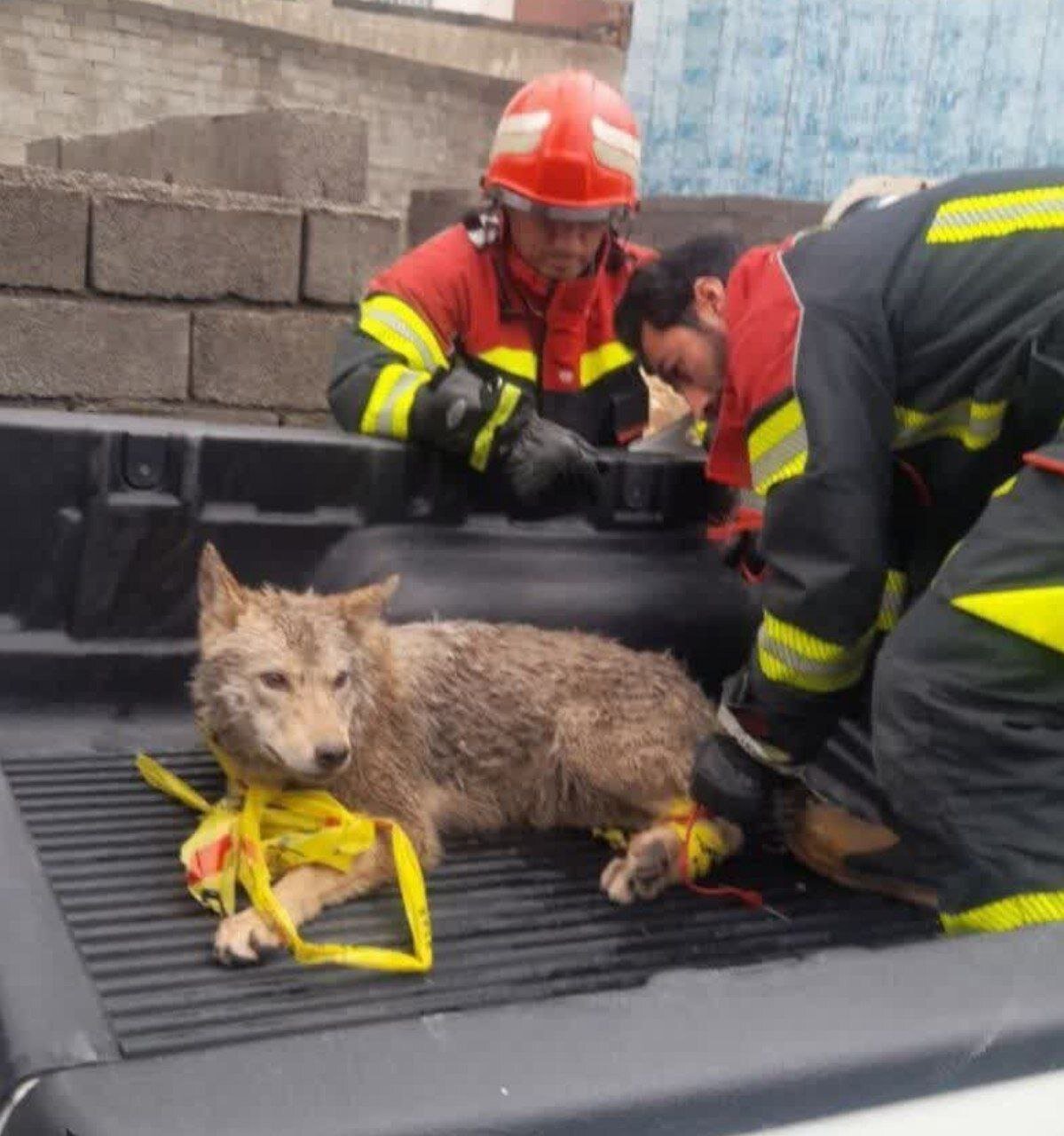 زندهگیری گرگ سرگردان در شهر ایلام/ عکس