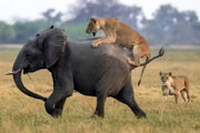 ببینید | لحظه تلخ حمله دو شیر به یک بچه فیل!
