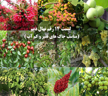 لیست 14 رقم نهال دیم مناسب خاک‌های فقیر، کم آب و بی آب
