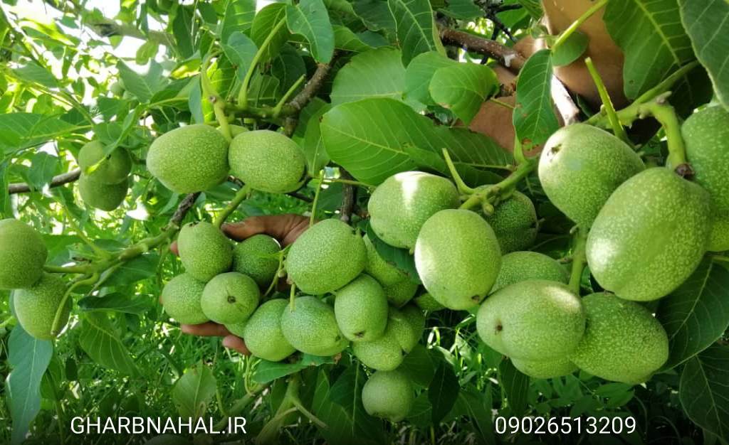 فروش نهال های گردو رو به پایان است، هر چه زودتر اقدام به خرید کنید