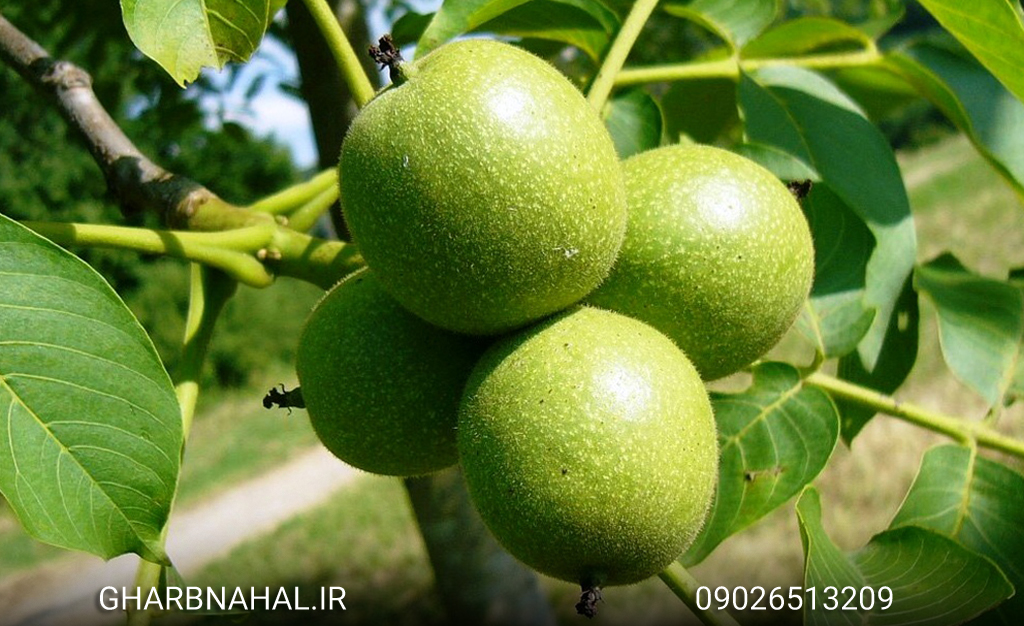 فروش نهال های گردو رو به پایان است، هر چه زودتر اقدام به خرید کنید