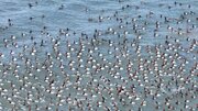 ببینید | یخ زدن هزاران پرنده در کنار دریاچه‎ای در چین!