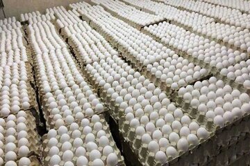 قیمت تخم‌مرغ ۷ تیر ۱۴۰۳ اعلام شد
