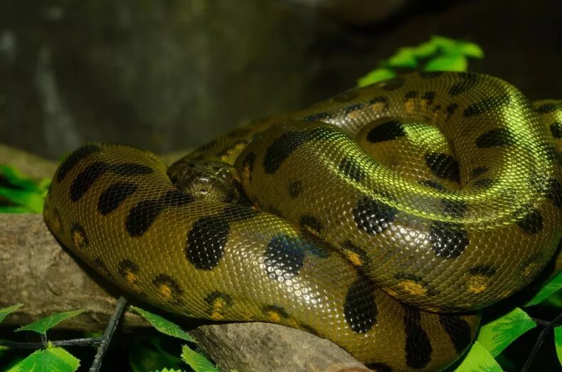 کشف شگفتانگیز یک گونه جدید از سنگینترین مار جهان