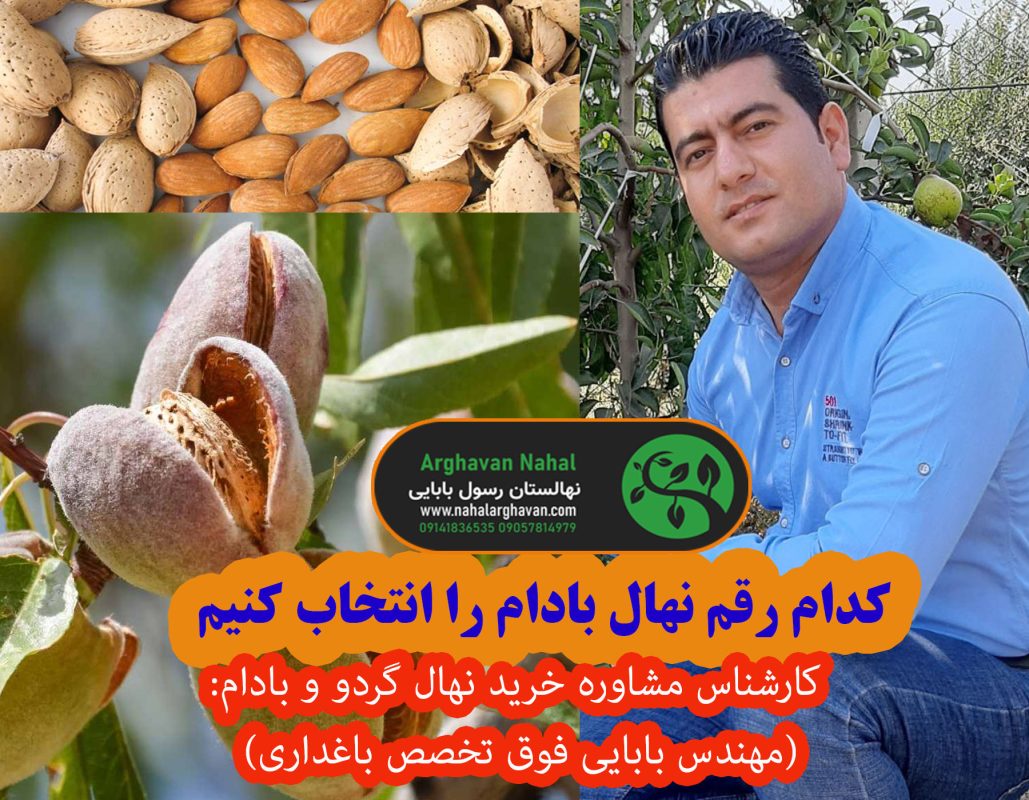 چگونه با ضمانت جهاد کشاوری نهال گردو و بادام بخریم؟