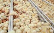رشد ۹۰درصدی جوجه‌ریزی در مرغداری قزوین