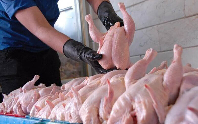 آغاز پیش خرید تولید گوشت مرغ در کردستان 