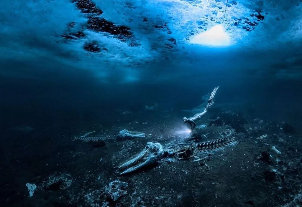 این عکس برنده مسابقه عکاسی زیر آب ۲۰۲۴ شد/ لاشه یک وال