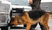 ببینید | سگ‌های بمب‌یاب در خیابان‌های قم؛ تدابیر امنیتی برای جشن نیمه شعبان