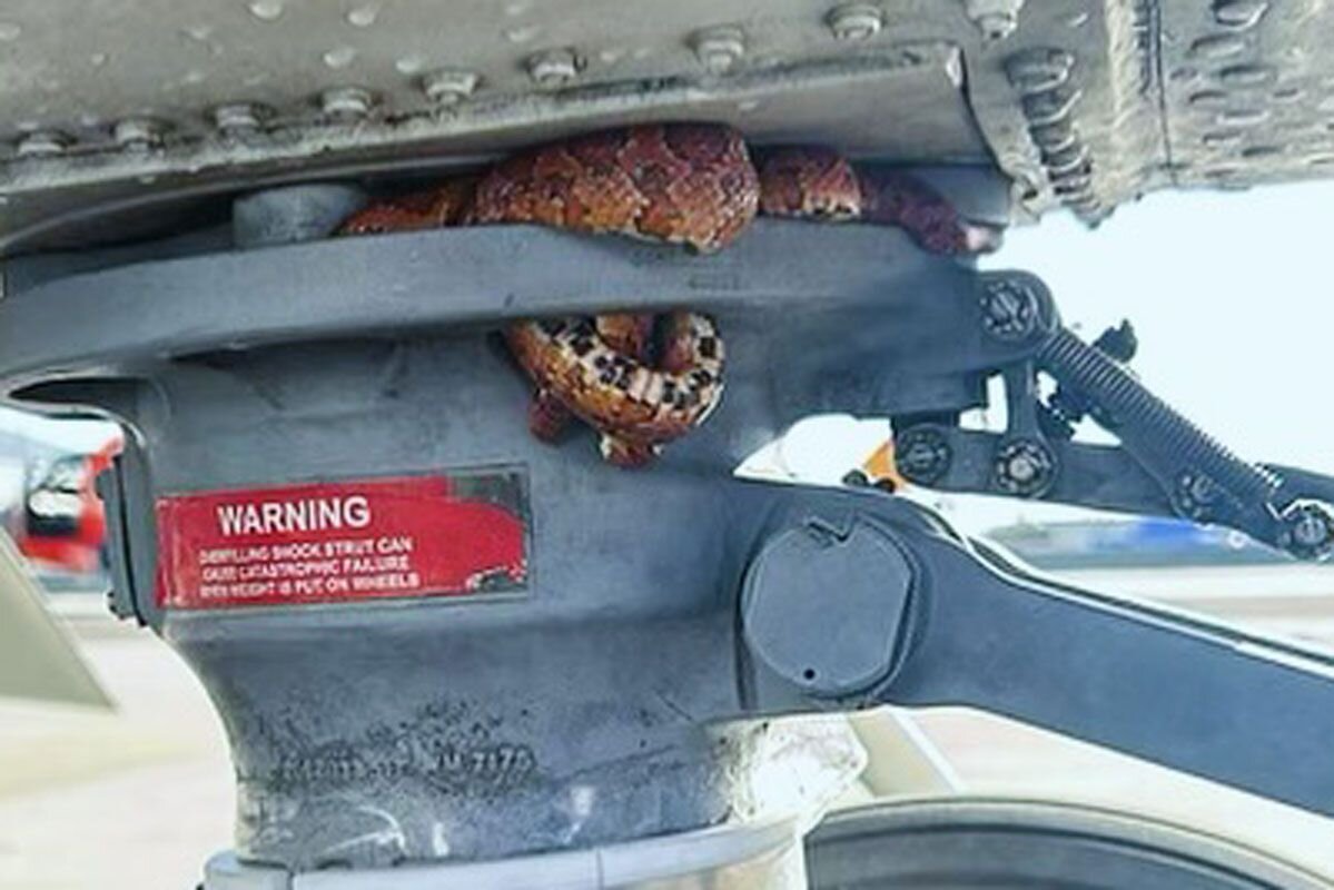 تصویری از مار ذرت، مسافر قاچاقی هلیکوپتر