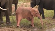 کمیاب‌ترین بچه فیل دنیا با رنگی استثنایی