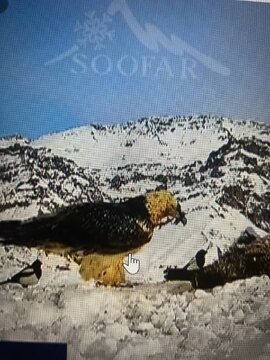 همای سعادت در این شهر ایران دیده شد همای سعادت در این شهر ایران دیده شد