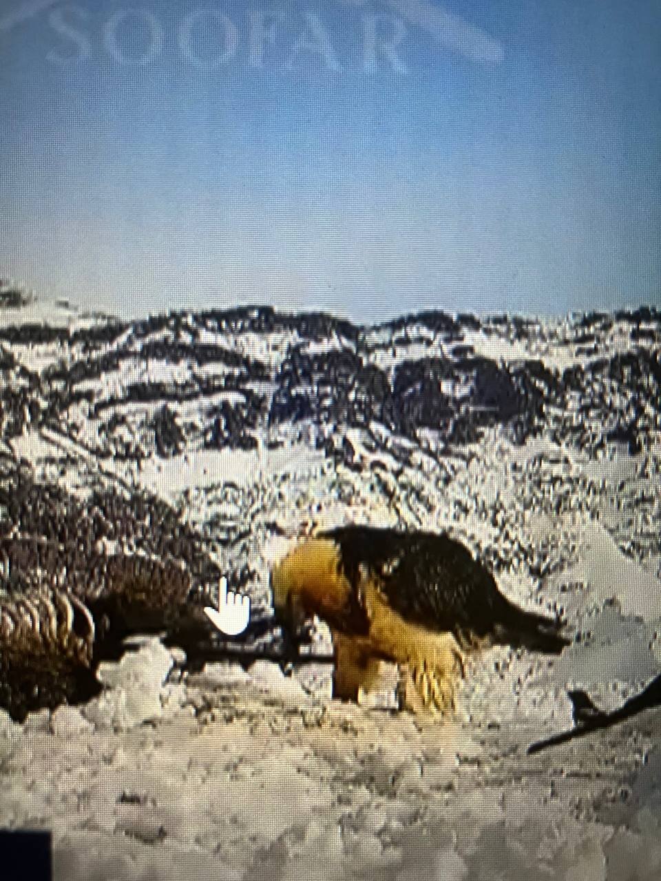 همای سعادت در این شهر ایران دیده شد