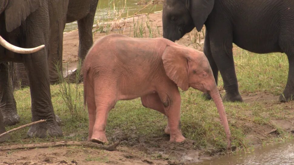 این یک انیمیشن نیست/ بچه فیل صورتی در طبیعت واقعی است!