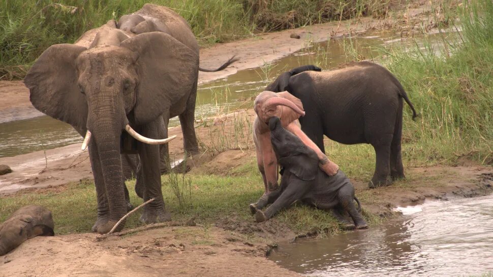 این یک انیمیشن نیست/ بچه فیل صورتی در طبیعت واقعی است! 3 این یک انیمیشن نیست/ بچه فیل صورتی در طبیعت واقعی است!