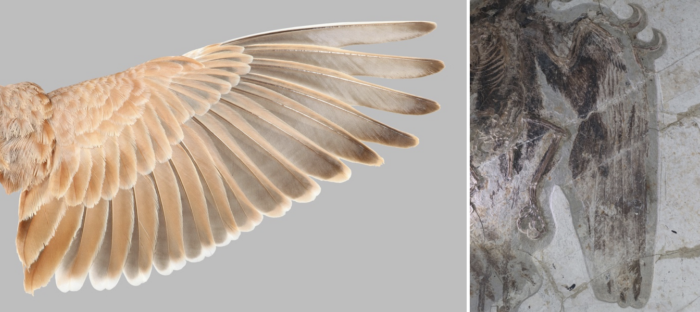 دانشمندان در پرهای پرندگان یک الگوی باستانی پنهان کشف کردند!