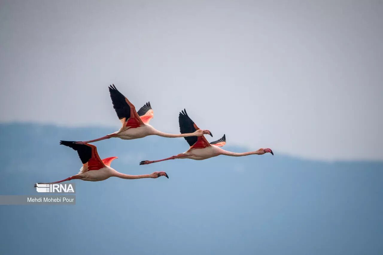 پرجمعیتترین پرندگان مهاجر به ایران رسیدند