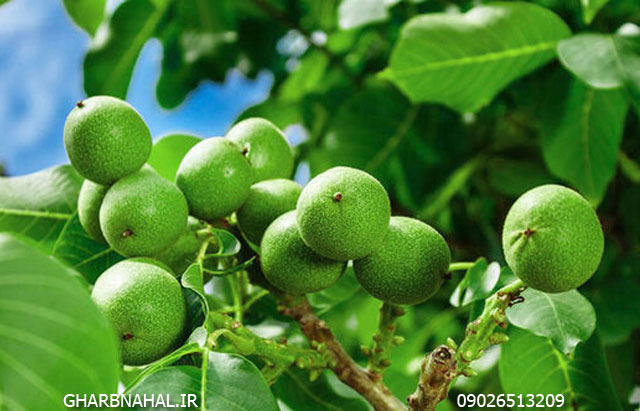 معرفی و خرید 3 نهال گردو که 250 کیلو باردهی دارد