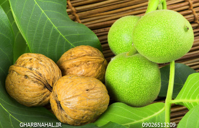 معرفی و خرید 3 نهال گردو که 250 کیلو باردهی دارد