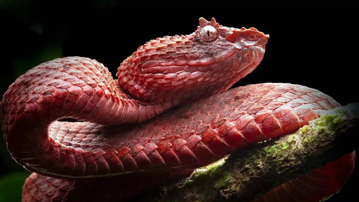 مارها سریعتر از آنچه فکرش را بکنید تکامل پیدا میکنند!