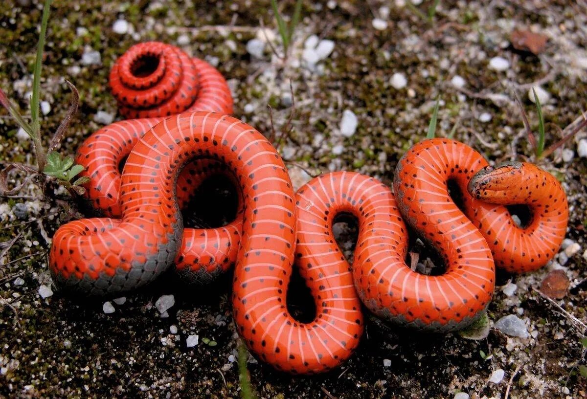 مارها سریعتر از آنچه فکرش را بکنید تکامل پیدا میکنند!