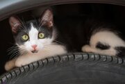 ببینید | زایمان یک گربه زیر موتور یک خودروی سواری!