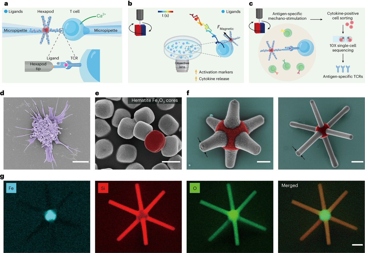 این رباتهای بسیار ریز وارد بدن میشوند / عکس