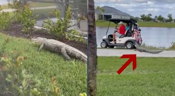 تصویر ترسناک از پیدا شدن تمساح در زمین ورزش تصویر ترسناک از پیدا شدن تمساح در زمین ورزش