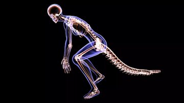 یک نقص ژنتیکی دم ما را قطع کرد! یک نقص ژنتیکی دم ما را قطع کرد!