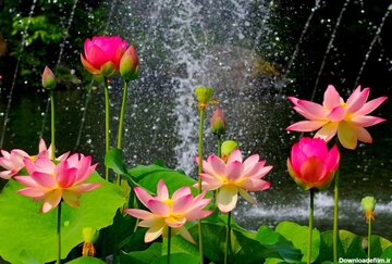 تصاویر | عکس‌هایی رویایی از یک گل نادر؛ نیلوفر آلپ