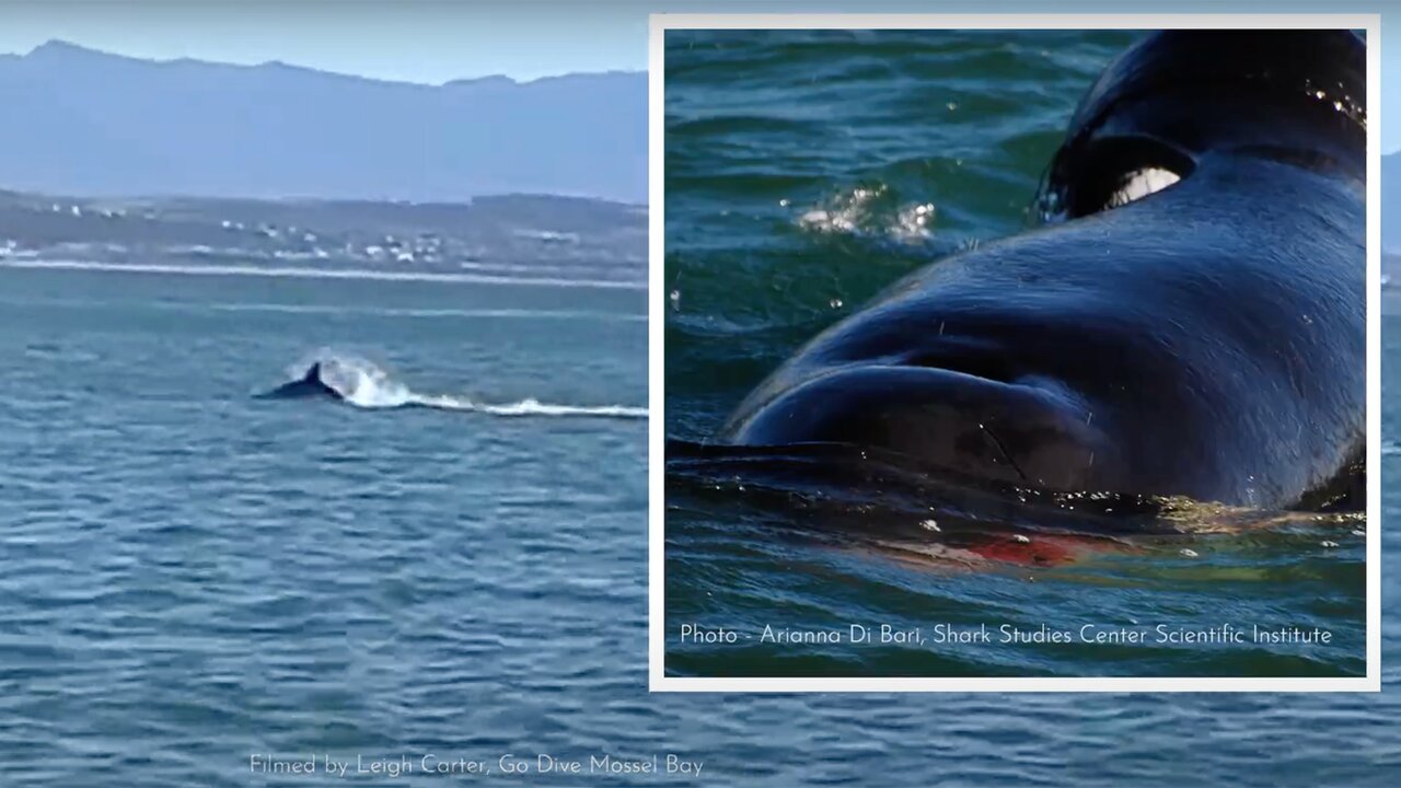 یک سو نهنگ قاتل، یک سو کوسه بزرگ سفید. نبرد این دو شکارچی ترسناک اقیانوس...