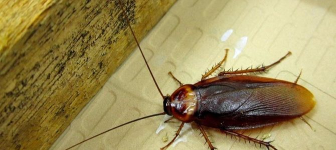 روشهای قطعی از بین بردن سوسکهای فاضلاب