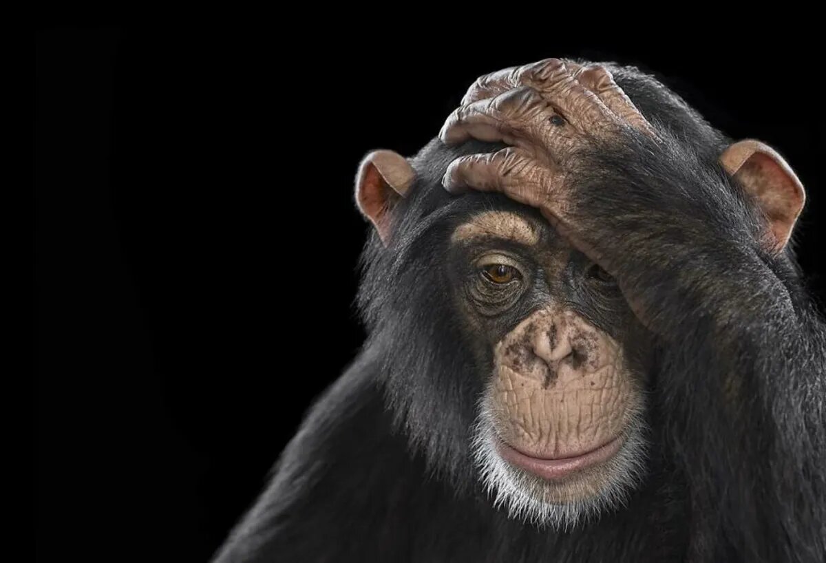 حیوانات را از این نما ندیدهاید/ عکس