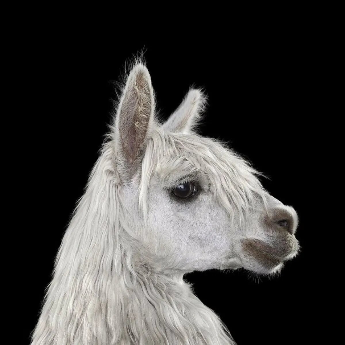 حیوانات را از این نما ندیدهاید/ عکس