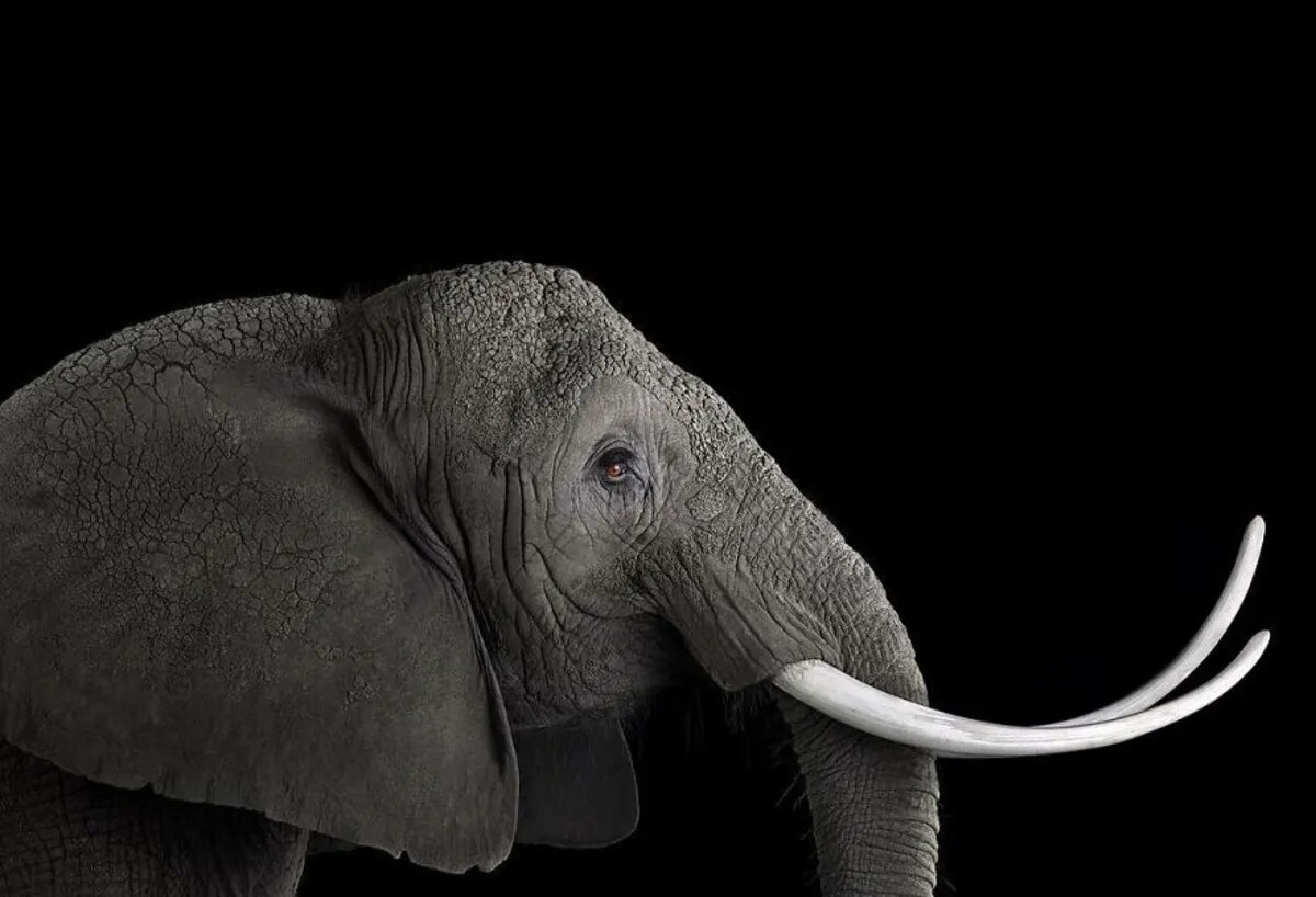 حیوانات را از این نما ندیدهاید/ عکس