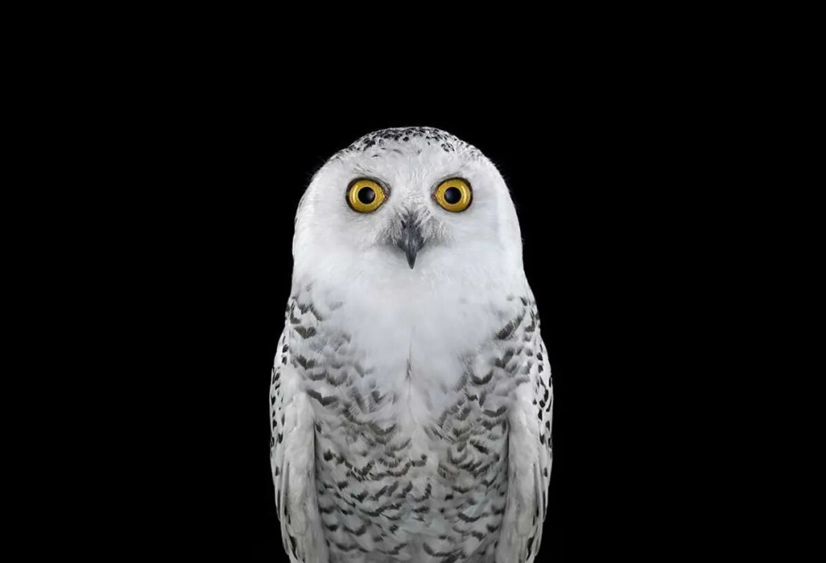 حیوانات را از این نما ندیدهاید/ عکس