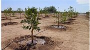در چهار سال آینده ۱۲ میلیون اصله درخت در همدان کاشته می شود