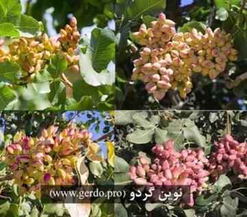 خرید نهال پسته پیوند خورده با باردهی یکساله و تناژ بار 7 تن