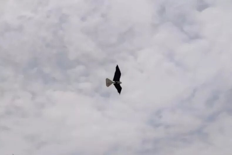 پهپاد متفاوت چین بازی را عوض میکند