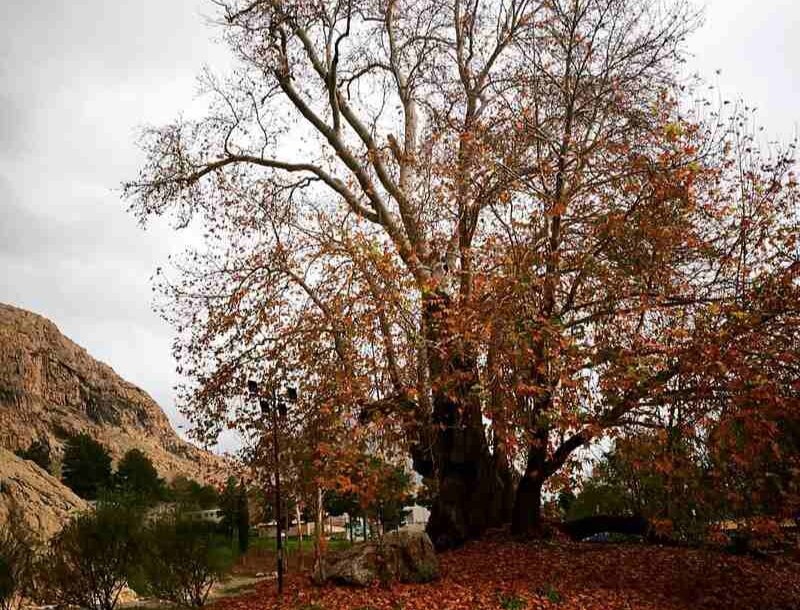 - جشن تولد ۶۰۲ سالگی درخت رحمت کرمانشاه برگزار می‌شود