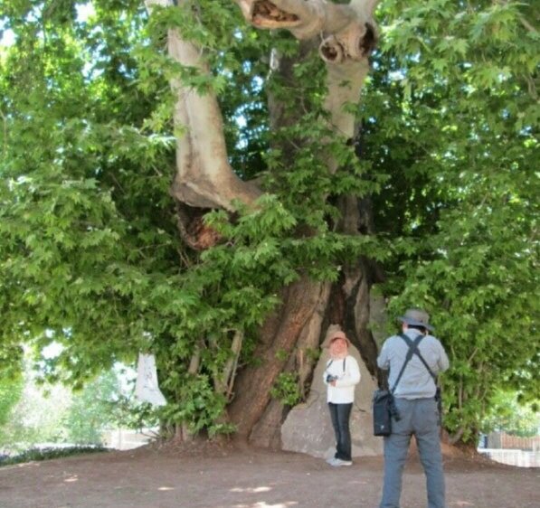تولد ۶۰۲ سالگی یک چنار/ درخت رحمت یا «شیرین و فرهاد» 1 تولد ۶۰۲ سالگی یک چنار/ درخت رحمت یا «شیرین و فرهاد»