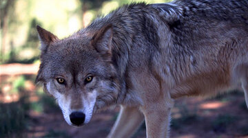 هشدار عجیب یک دانشگاه: مراقب باشید، گرگ در محوطه دیده شده / عکس