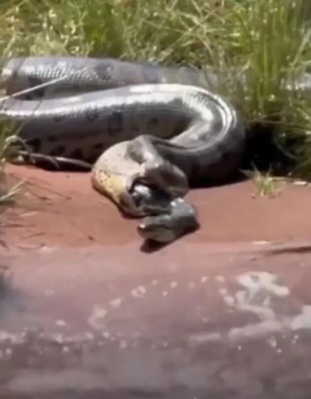 بیرون آمدن مار آناکوندای کوچک از دهان یک آناکوندای غولپیکر