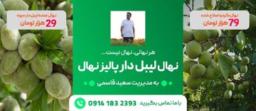 فروش ویژه پالیز نهال؛ انواع نهال میوه ۲۹ تومان و نها گردو ۷۹ تومان