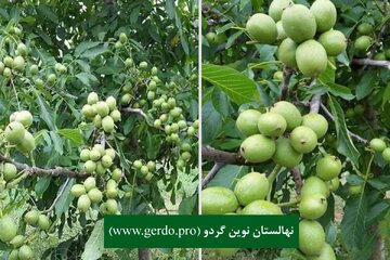 خرید نهال گردو پیوندی مناطق سردسیر و گرمسیر با باردهی بیش از 10 تن